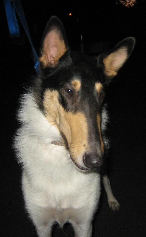 Bandit - photo 2