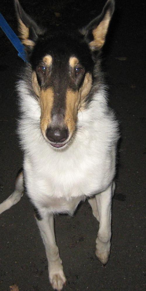 Bandit - photo 3