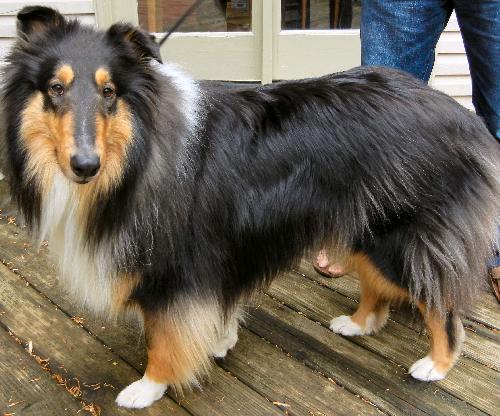 Quincy a Young Male Collie (long coat) adopted through Collie Rescue