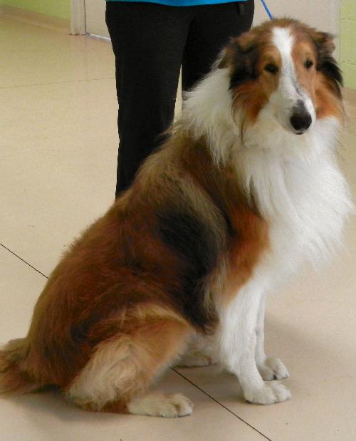 Shadow a Adult Male Collie (long coat) adopted through Collie Rescue