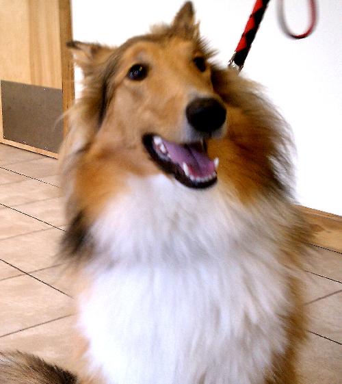 Zoey a Young Female Collie (long coat) adopted through Collie Rescue