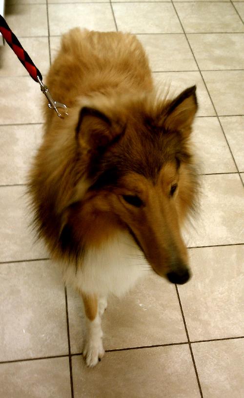 Zoey - photo 2