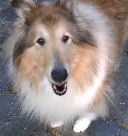 Summer a Senior Female Collie (long coat) adopted through Collie Rescue