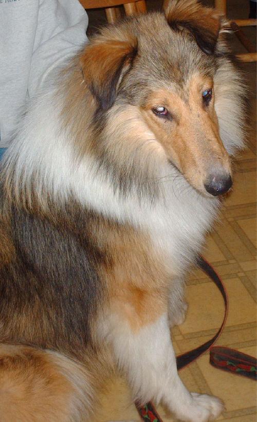 Jordan a Young Male Collie / Shetland Sheepdog Sheltie / Mixed (long coat) adopted through Collie Rescue