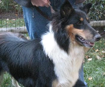 Hershey a Young Male Collie (long coat) adopted through Collie Rescue