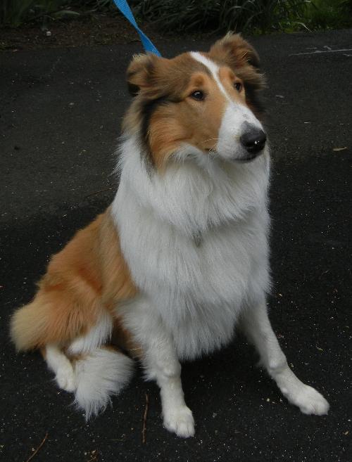 Ellie - photo 3