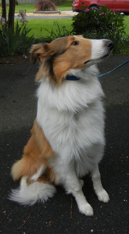 Ellie - photo 4