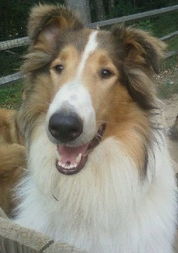 Ellie a Young Female Collie (long coat) adopted through Collie Rescue