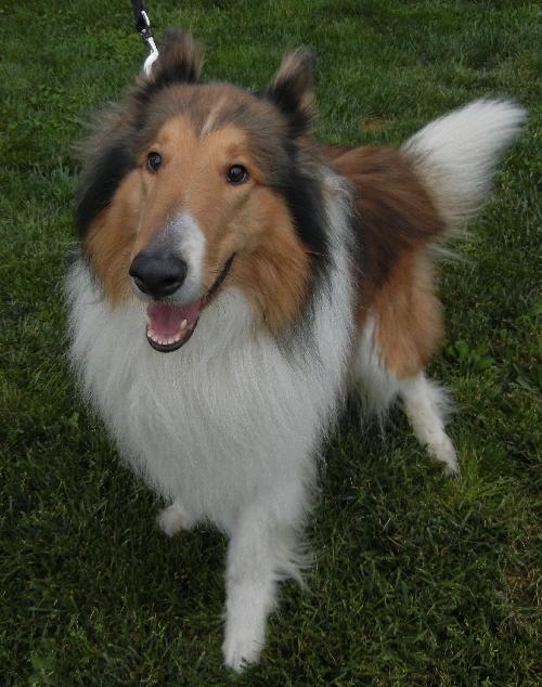 Max a Young Male Collie (long coat) adopted through Collie Rescue