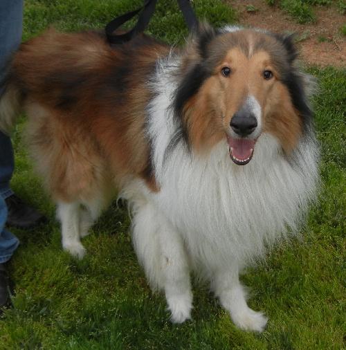 Max - photo 2