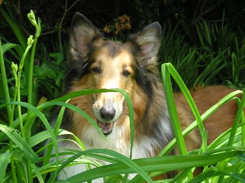 Miss Zoey a Adult Female Collie (long coat) adopted through Collie Rescue