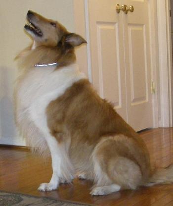 Vodka a Adult Female Collie (long coat) adopted through Collie Rescue