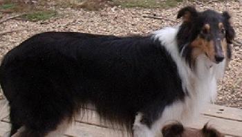 Maggie a Adult Female Collie (long coat) adopted through Collie Rescue