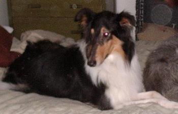 Maggie - photo 2