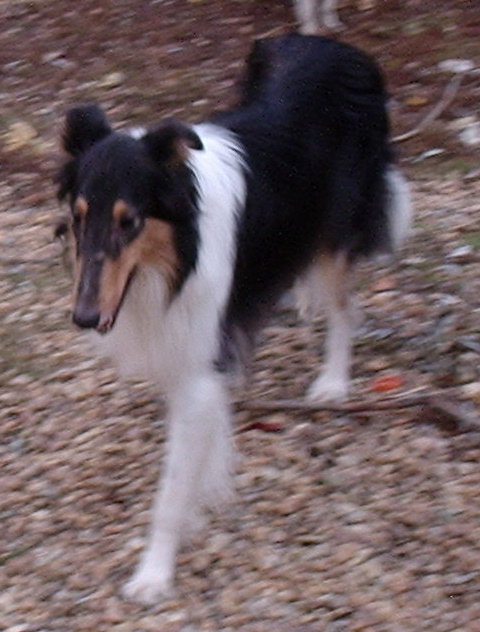 Maggie - photo 3