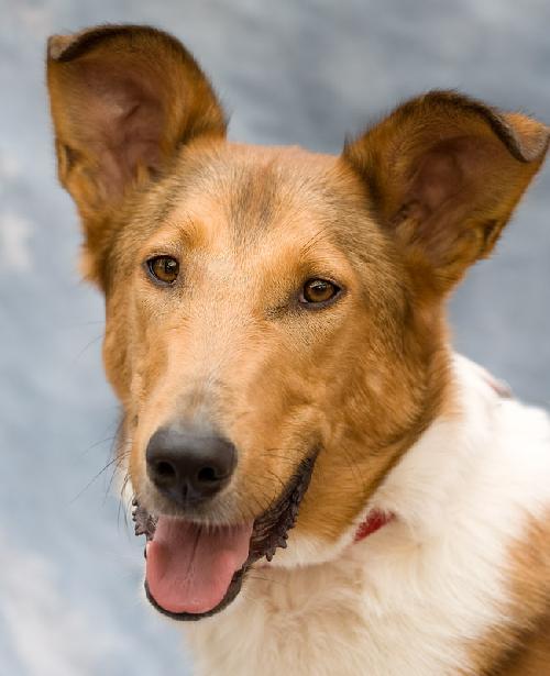Jake - photo 2
