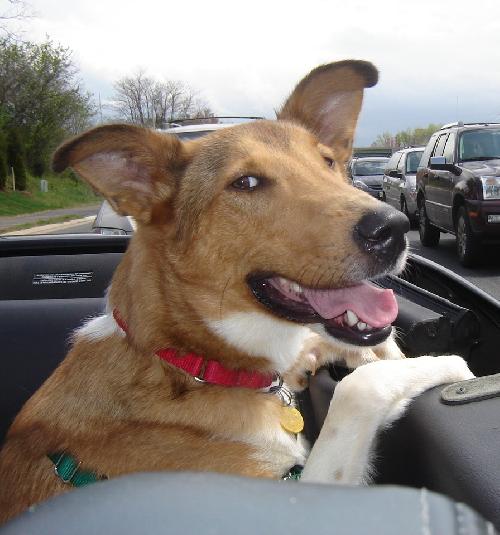 Jake - photo 3