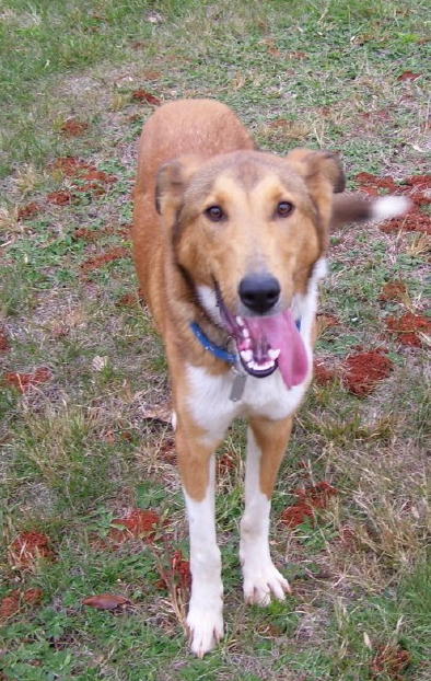 Jake a Young Male Collie (short coat) adopted through Collie Rescue