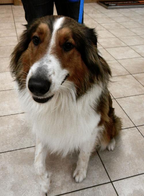 Prince a Young Male Collie / Mixed (long coat) adopted through Collie Rescue