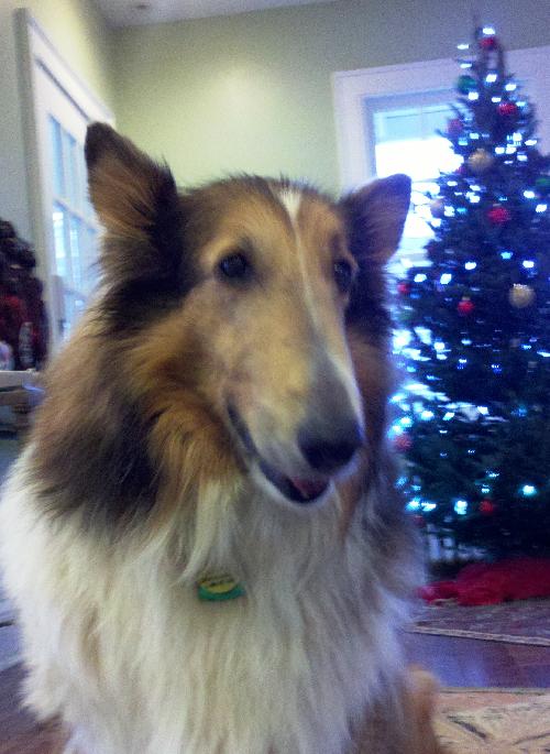 Tess a Adult Female Collie (long coat) adopted through Collie Rescue