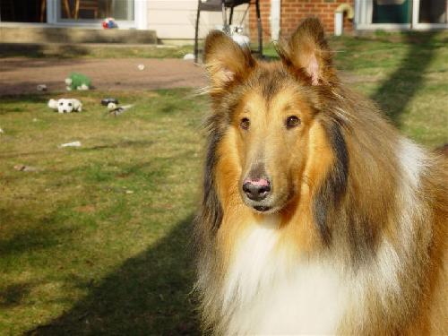 Champ - photo 3