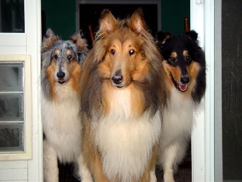 Champ a Adult Male Collie (long coat) adopted through Collie Rescue