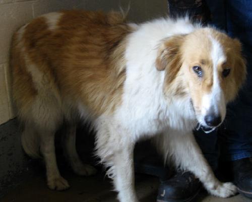 Molly a Young Female Collie (long coat) adopted through Collie Rescue