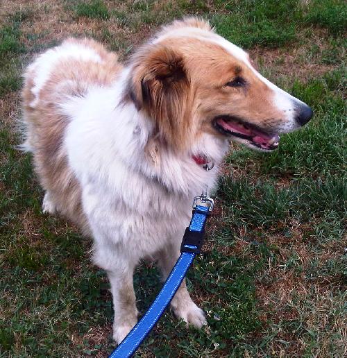 Molly - photo 2