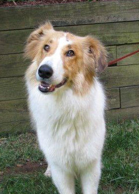 Molly - photo 3