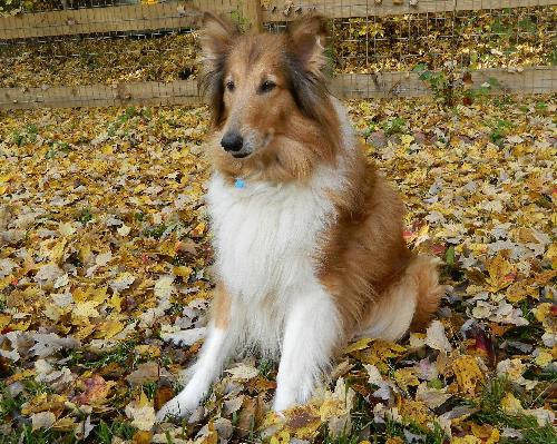 Carmen a Senior Female Collie (long coat) adopted through Collie Rescue