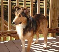 Buddy a Young Male Collie / Shetland Sheepdog Sheltie (medium coat) adopted through Collie Rescue