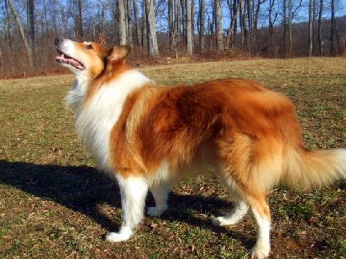 Tucker a Adult Male Collie (long coat) adopted through Collie Rescue