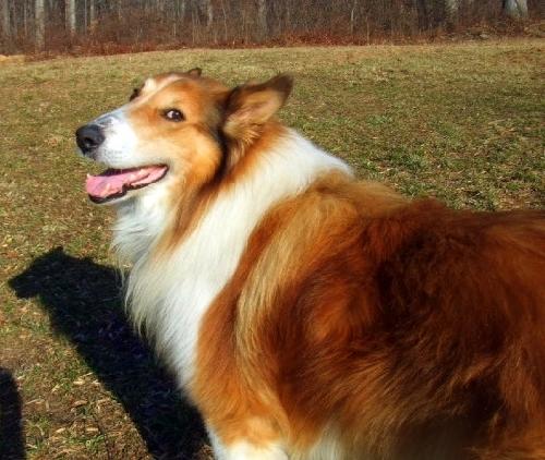 Tucker - photo 2
