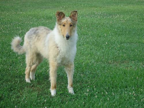 Kelly a Young Male Collie (long coat) adopted through Collie Rescue