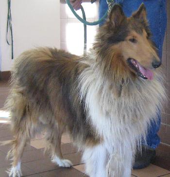 Boomer a Adult Male Collie (long coat) adopted through Collie Rescue