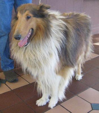 Boomer - photo 2