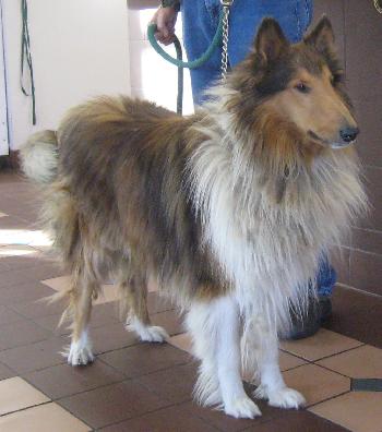 Boomer - photo 3