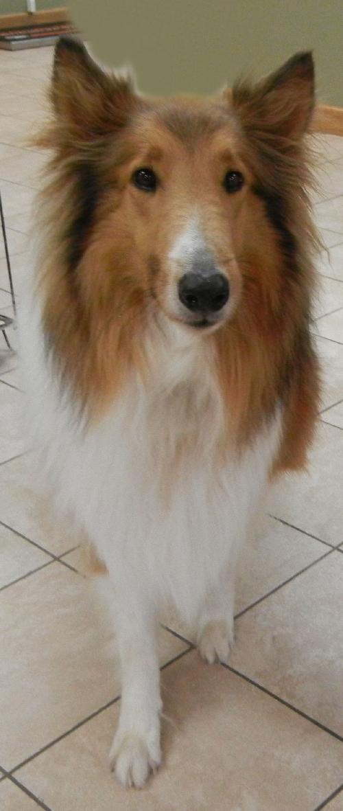Troy - photo 2
