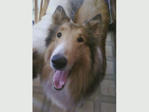 Troy a Adult Male Collie (long coat) adopted through Collie Rescue