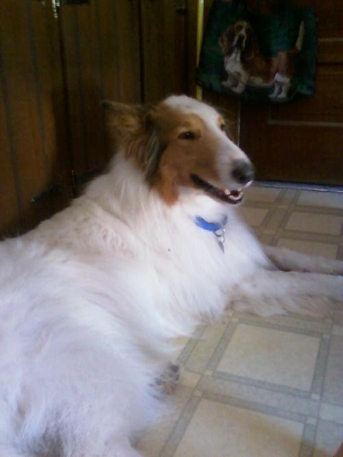 Shalamar a Adult Male Collie (long coat) adopted through Collie Rescue