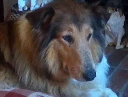 Pretty Girl a Senior Female Collie (long coat) adopted through Collie Rescue