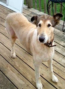 Lacy a Adult Female Collie (long coat) adopted through Collie Rescue