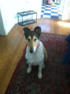 Lacy - photo 2