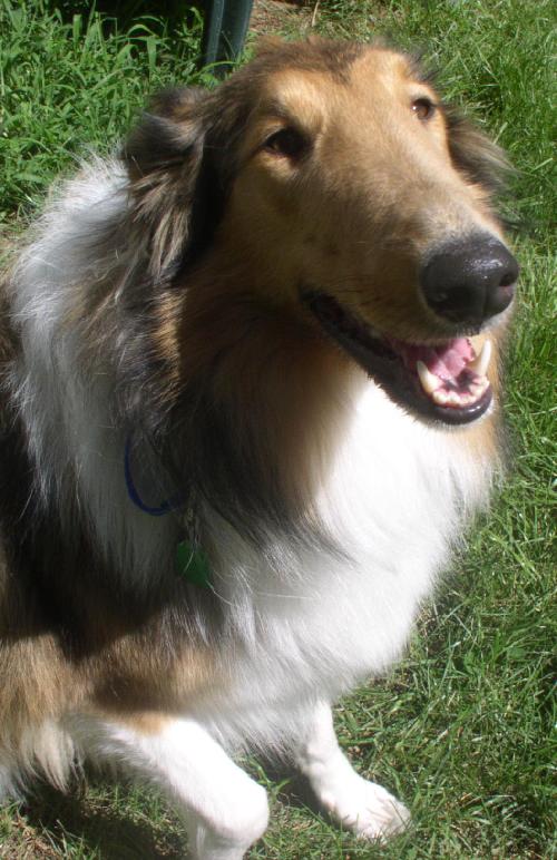 Lily - photo 2