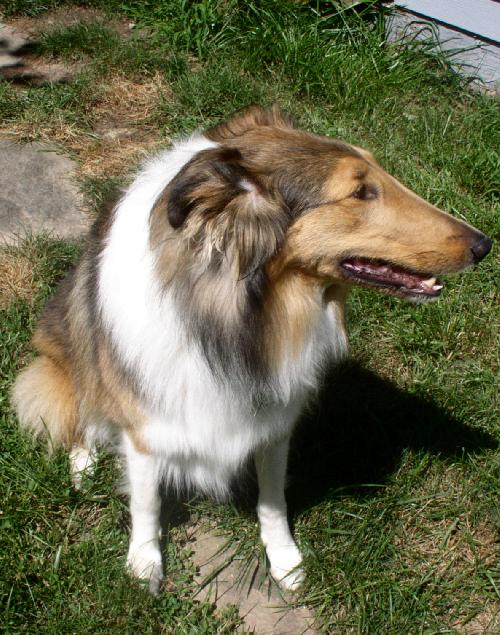 Lily - photo 3