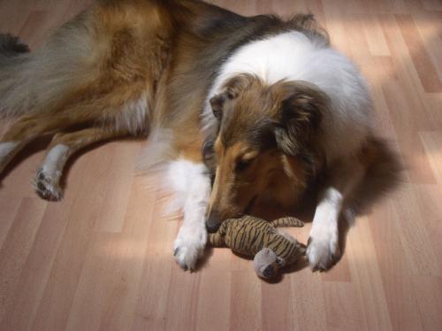 Lily a Young Female Collie (long coat) adopted through Collie Rescue