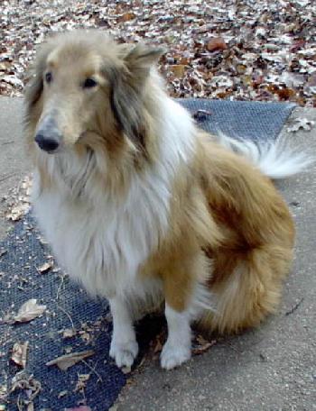 Mikey a Adult Male Collie (long coat) adopted through Collie Rescue