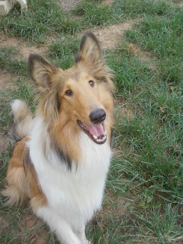 Jaime a Young Female Collie (long coat) adopted through Collie Rescue