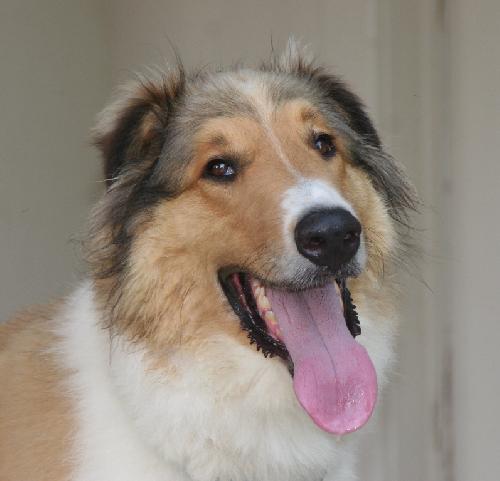 Bailey a Young Male Collie (long coat) adopted through Collie Rescue