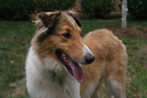 Bailey - photo 2